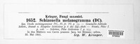 Schizonella melanogramma image